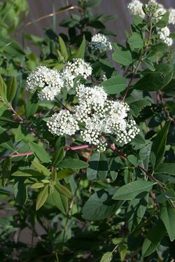 Spiraea virginiana.jpg