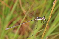 Swamp Spreadwing - Lestes vigilax, Carolina Sandhills National Wildlife Refuge, McBee, South Carolina (36800369620).jpg