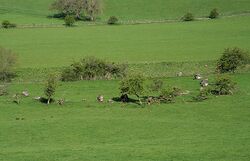 The Girdle Stanes stone circle - geograph.org.uk - 819407.jpg