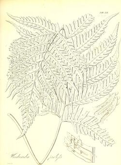 The botany of Captain Beechey's voyage; comprising an acount of the plants collected by Messrs. Lay and Collie, and other officers of the expedition, during the voyage to the Pacific and Behring's (19783064304).jpg