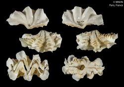 Tridacna rosewateri (MNHN-IM-2013-49129).jpeg