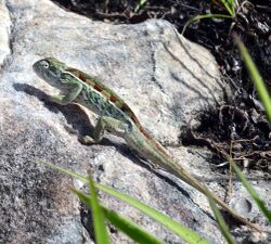 Tubercle-nosed Chameleon green.JPG