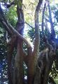Turkeyberry tree - Newlands forest - Canthium inerme 2.jpg