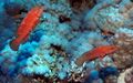 Two Coral Hinds cruising the reef at Daedalus Reef, Red Sea, Egypt (6150879346).jpg