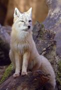Gray fox standing on a rock