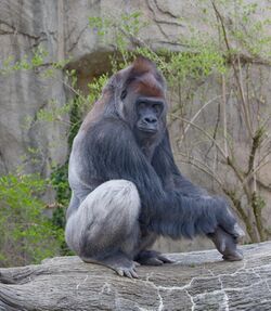 WesternLowlandGorilla03.jpg