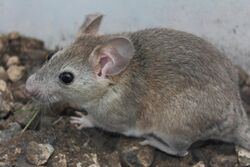 A small, brownish-grey rat photographed from its side. Its ears are nearly as large as its head.