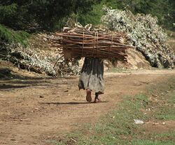 Ethiopian woman carrying large bundle of firewood outside of Addis Ababa, Ethiopia