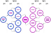 Egg cells dividing, one ending up with an extra copy of the X chromosome, producing a zygote with an extra X