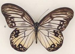Zethera incerta Hewitson (male), Sualwesi (Tanggari, Minahassa, 2.ix.1898, C. Oberthür Coll.).png