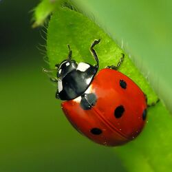 7-Spotted-Ladybug-Coccinella-septempunctata-sq1.jpg