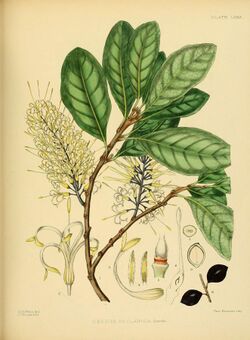 A hand-book to the flora of Ceylon (Plate LXXIX) (6430659811).jpg