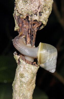 Amphidromus inversus juvenile.jpg