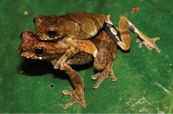 Amplexus of Dendropsophus kubricki.jpg