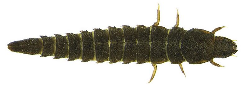 File:Ancyronyx patrolus Freitag & Jäch, 2007, larva.jpg
