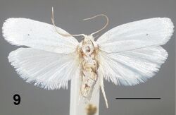 Antaeotricha albulella female.jpg