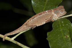 Antakarana Leaf Chameleon imported from iNaturalist photo 184631890 on 21 April 2022.jpg
