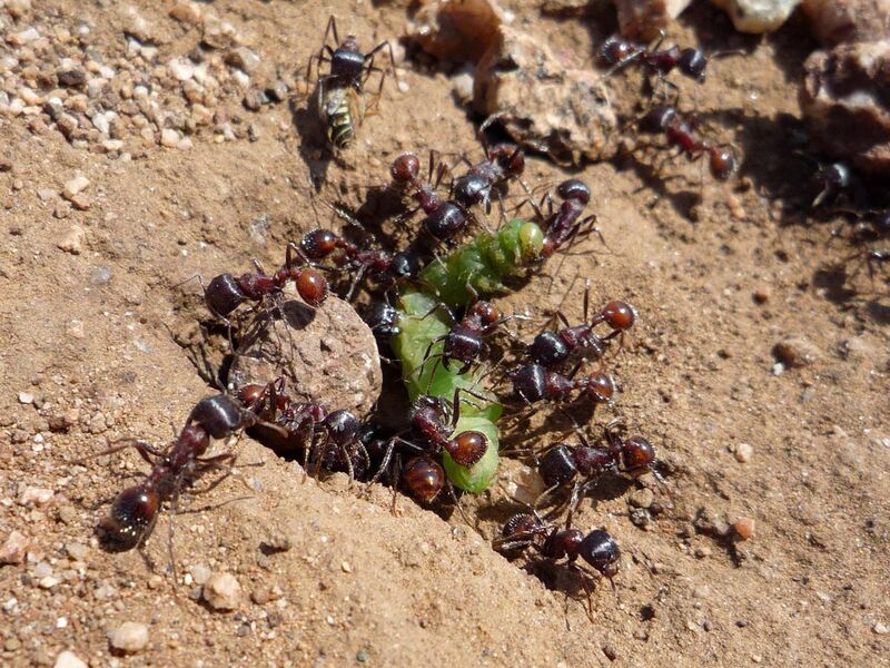 File:Ants Eating A Caterpillar.jpg
