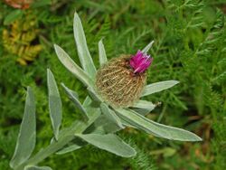 Asteraceae - Centaurea uniflora.JPG