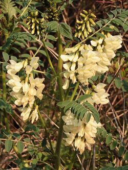 Astragalus lusitanicus 056b.JPG