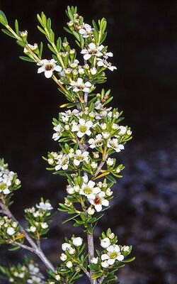 Baeckea latifolia.jpg