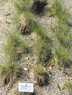 Bellardiochloa violacea - Botanischer Garten München-Nymphenburg - DSC07892.JPG