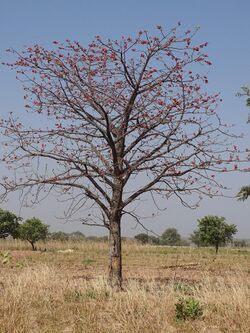 Bombax costatum around Pendjari National Park.jpg