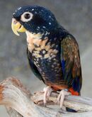 A blue parrot with a beige throat and speckles extending across the underside, brown wings with blue-edges, and a red underside of the tail