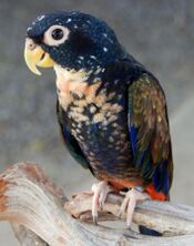 Bronze-winged Parrot (Pionus chalcopterus).jpg