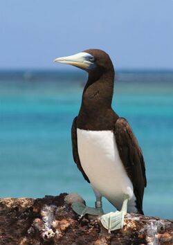 Brown booby sitting upright