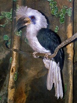 Bucerotidae - Berenicornis comatus.jpg