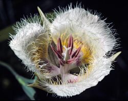Calochortus coxii (Cox's mariposa lily) (32871534640).jpg