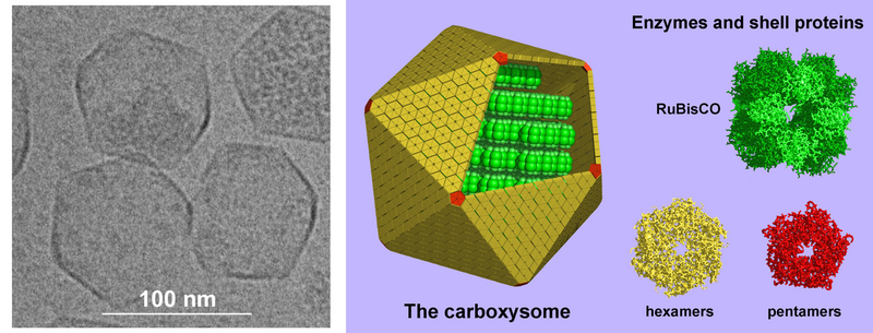 File:Carboxysome.png