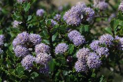 Ceanothus jepsonii 2.jpg