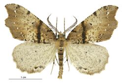 Chalastra pellurgata male.jpg