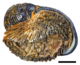 Chrysomallon squamiferum 9.png