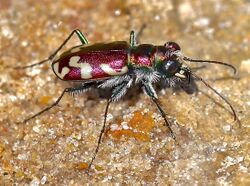 Cicindela fulgida 2498147 (cropped).jpg