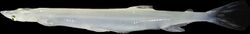 Clearhead icefish, Protosalanx hyalocranius.jpg