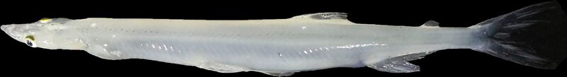File:Clearhead icefish, Protosalanx hyalocranius.jpg