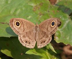 Common Five-ring (Ypthima baldus)- dry season form at Narendrapur W IMG 4162.jpg