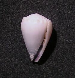 Conus nanus 001.jpg