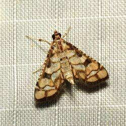 Crambid Moth (37032693923).jpg