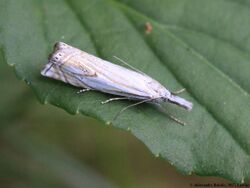 Crambus uliginosellus 01.JPG