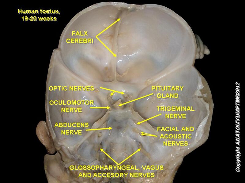 File:Cranial endobasis of a 19-20 weeks foetus.JPG