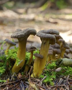 Craterellus tubaeformis LC0374.jpg