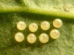 Curoba sangarida Moth 04 Eggs (2015.10.25).jpg