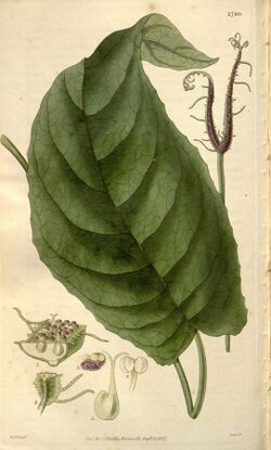 Curtis's botanical magazine (Plate 2760) (8611157822).jpg