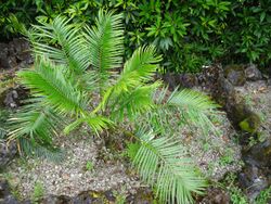 Cycas petaraea furnas 2015.jpg