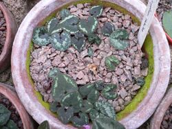 Cyclamen cyprium (leaves).jpg