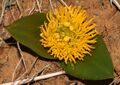 Daubenya stylosa 43525364.jpg